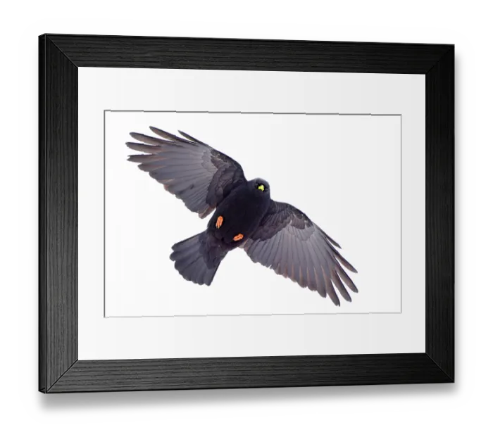 Framed Print : Alpine chough (Pyrrhocorax graculus) in flight, Alps, Switzerland. January Framed Print : Alpine chough (Pyrrhocorax graculus) in flight, Alps, Switzerland. January