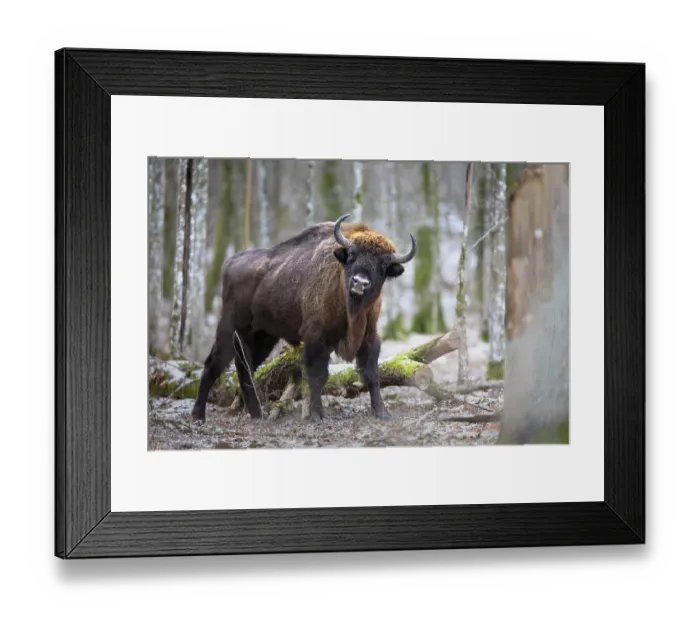 Framed Print : European bison (Bison bonasus) scratching against a tree trunk in forest, Bialowieza Forest / Bialowieza National Park, Poland. February Framed Print : European bison (Bison bonasus) scratching against a tree trunk in forest, Bialowieza Forest / Bialowieza National Park, Poland. February