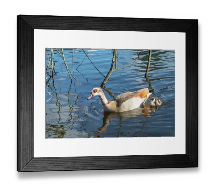 Framed Print : Egyptian goose (Alopochen aegyptiaca) female on water with goslings, aged 2 days, Eagle Pond, Epping Forest, Essex, UK. February Framed Print : Egyptian goose (Alopochen aegyptiaca) female on water with goslings, aged 2 days, Eagle Pond, Epping Forest, Essex, UK. February