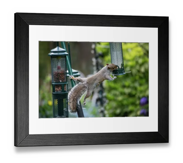 Framed Print : Grey squirrel (Sciurus carolinensis) stretching out to steal seeds from a squirrel proof birdfeedeer, London, England, UK. May Framed Print : Grey squirrel (Sciurus carolinensis) stretching out to steal seeds from a squirrel proof birdfeedeer, London, England, UK. May