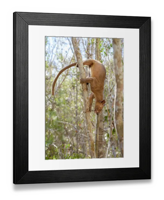 Framed Print : Fosa (Cryptoprocta ferox) female, climbing down tree head first in dry deciduous forests, Kirindy, Menabe, western Madagascar Framed Print : Fosa (Cryptoprocta ferox) female, climbing down tree head first in dry deciduous forests, Kirindy, Menabe, western Madagascar