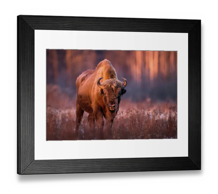 Framed Print : European bison (Bison bonasus) portrait, Bialowieza Forest / Bialowieza National Park, Poland. February Framed Print : European bison (Bison bonasus) portrait, Bialowieza Forest / Bialowieza National Park, Poland. February