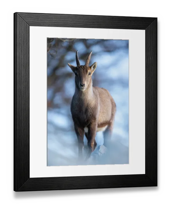 Framed Print : Alpine ibex (Capra ibex) female, portrait, Alps, Switzerland. January Framed Print : Alpine ibex (Capra ibex) female, portrait, Alps, Switzerland. January
