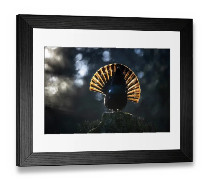 Framed Print : Western capercaillie (Tetrao urogallus) male, courtship display, Switzerland. February Framed Print : Western capercaillie (Tetrao urogallus) male, courtship display, Switzerland. February