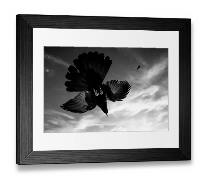 Framed Print : Alpine chough (Pyrrhocorax graculus) in flight, Alps, Switzerland. January Framed Print : Alpine chough (Pyrrhocorax graculus) in flight, Alps, Switzerland. January