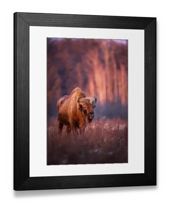 Framed Print : European bison (Bison bonasus) portrait, Bialowieza Forest / Bialowieza National Park, Poland. February Framed Print : European bison (Bison bonasus) portrait, Bialowieza Forest / Bialowieza National Park, Poland. February