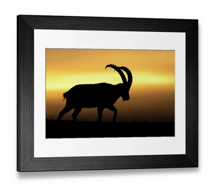 Framed Print : Alpine ibex (Capra ibex) male, silhouetted at sunset, Alps, Switzerland. January Framed Print : Alpine ibex (Capra ibex) male, silhouetted at sunset, Alps, Switzerland. January
