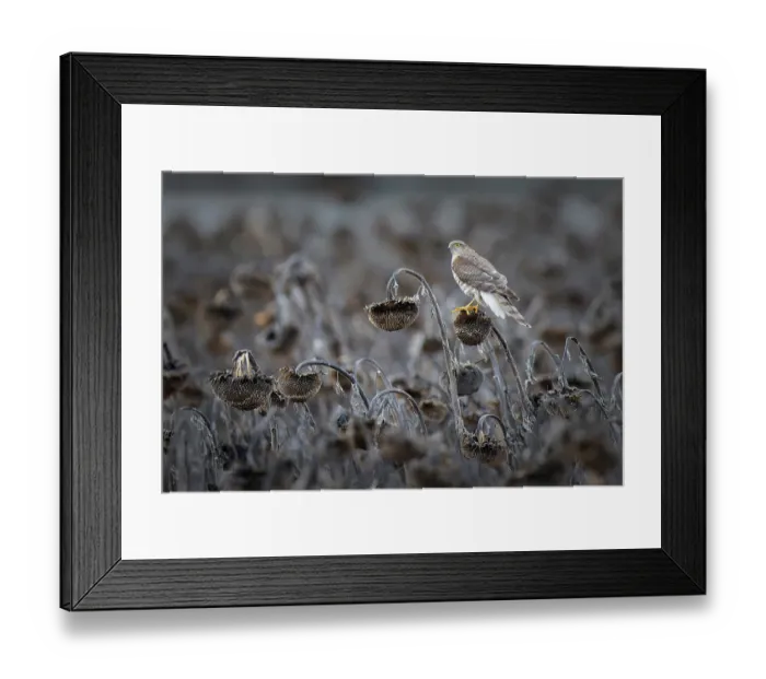 Framed Print : Eurasian sparrowhawk (Accipiter nisus) perched on dead sunflower, Lower Silesia, Poland. January Framed Print : Eurasian sparrowhawk (Accipiter nisus) perched on dead sunflower, Lower Silesia, Poland. January