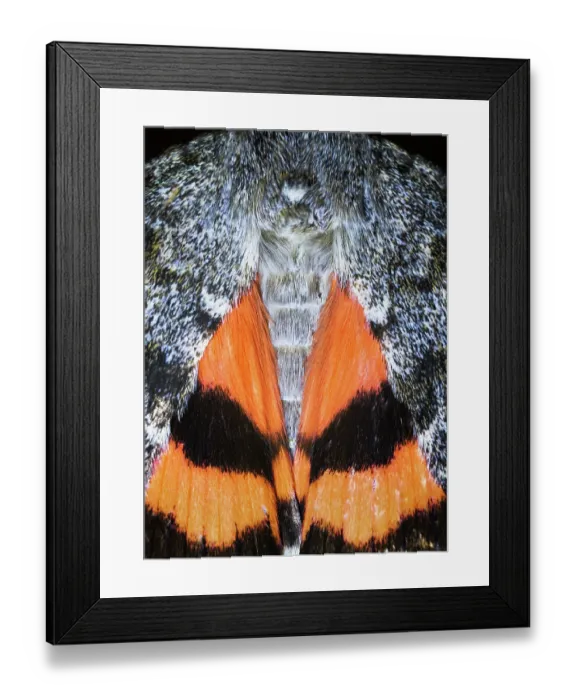 Framed Print : Red underwing (Catocala nupta) moth, portrait, Poland. August