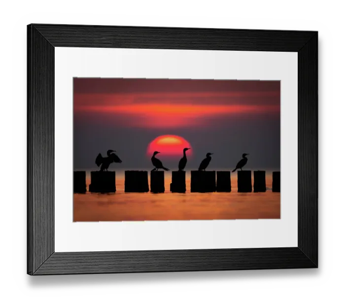 Framed Print : Group of Great cormorants (Phalacrocorax carbo) perched on groynes, silhouetted at sunrise, Baltic Sea, Poland. September Framed Print : Group of Great cormorants (Phalacrocorax carbo) perched on groynes, silhouetted at sunrise, Baltic Sea, Poland. September
