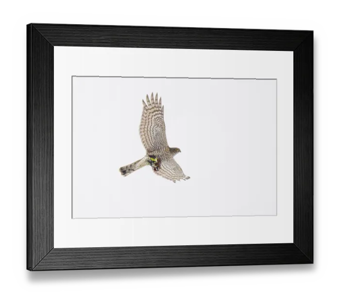 Framed Print : Eurasian sparrowhawk (Accipiter nisus) in flight overhead carrying European goldfinch (Carduelis carduelis) prey, Lower Silesia, Poland. January Framed Print : Eurasian sparrowhawk (Accipiter nisus) in flight overhead carrying European goldfinch (Carduelis carduelis) prey, Lower Silesia, Poland. January