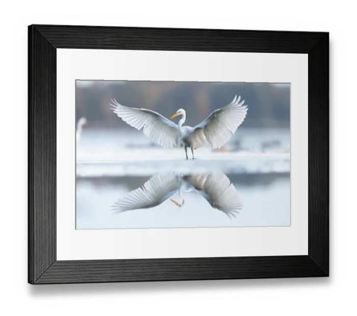 Framed Print : Great egret (Ardea alba) standing in shallow water with wings spread, Barycz Valley Landscape Park, Milicz Ponds, Poland. November Framed Print : Great egret (Ardea alba) standing in shallow water with wings spread, Barycz Valley Landscape Park, Milicz Ponds, Poland. November