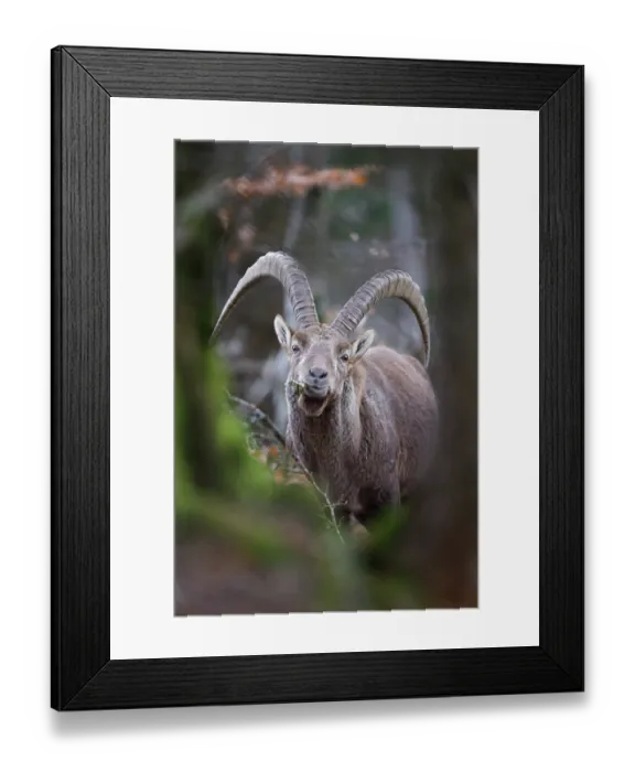 Framed Print : Alpine ibex (Capra ibex) male, feeding in forest, Alps, Switzerland. January