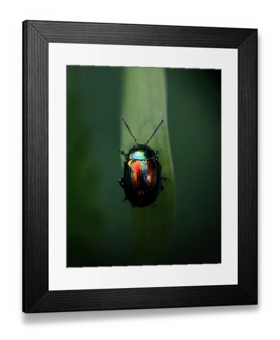 Framed Print : Dead-nettle leaf beetle (chrysolina fastuosa) resting on a leaf, Poland. September. Focus-stacked Framed Print : Dead-nettle leaf beetle (chrysolina fastuosa) resting on a leaf, Poland. September. Focus-stacked