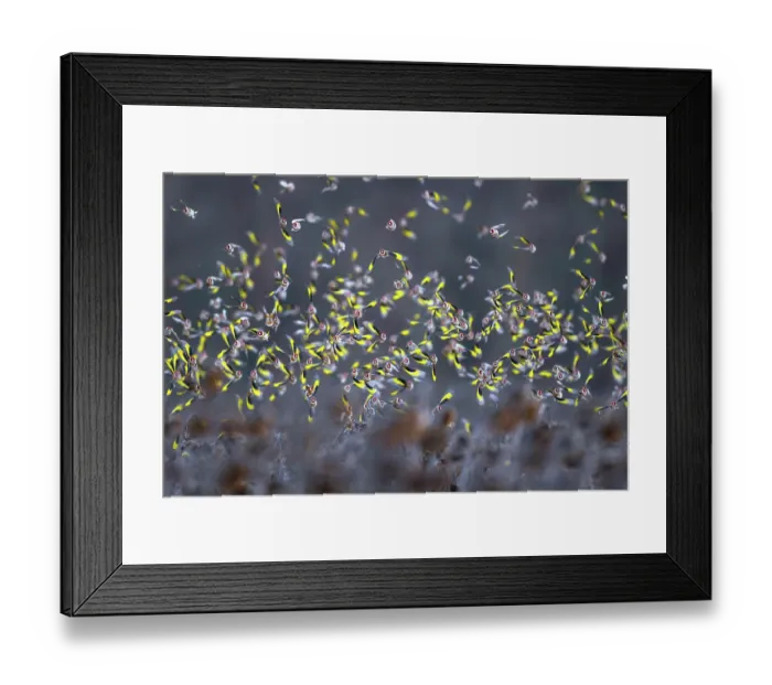 Framed Print : European goldfinch (Carduelis carduelis) flock in flight over field of dead Sunflowers, Lower Silesia, Poland. January Framed Print : European goldfinch (Carduelis carduelis) flock in flight over field of dead Sunflowers, Lower Silesia, Poland. January