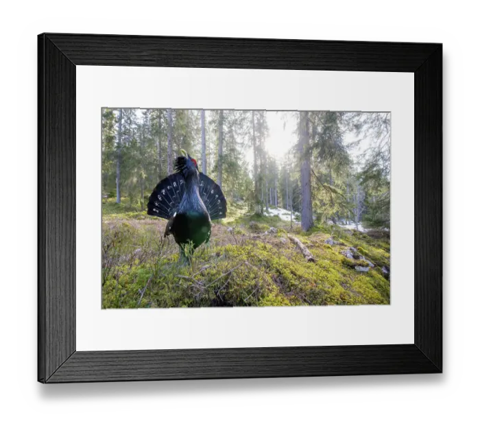Framed Print : Western capercaillie (Tetrao urogallus) male, courtship display, Switzerland. February Framed Print : Western capercaillie (Tetrao urogallus) male, courtship display, Switzerland. February