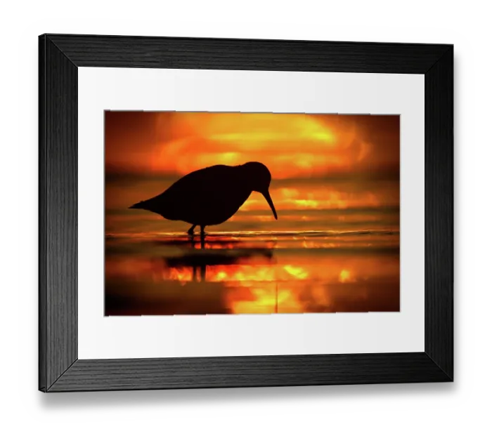Framed Print : RF - Dunlin (Calidris alpina) standing on the shore, silhouetted at sunset, Baltic Sea, Poland. September. (This image may be licensed either as rights managed or royalty free.) Framed Print : RF - Dunlin (Calidris alpina) standing on the shore, silhouetted at sunset, Baltic Sea, Poland. September. (This image may be licensed either as rights managed or royalty free.)