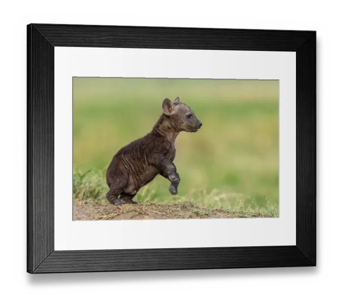 Framed Print : Spotted hyena (Crocuta crocuta) cub playing in grass near the den, Masai Mara National Reserve, Kenya Framed Print : Spotted hyena (Crocuta crocuta) cub playing in grass near the den, Masai Mara National Reserve, Kenya
