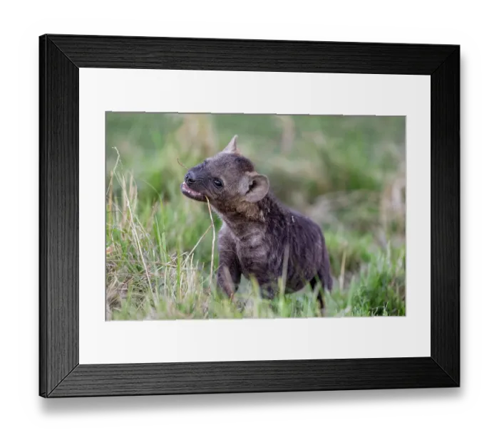 Framed Print : Spotted hyena (Crocuta crocuta) cub playing in grass near the den, Masai Mara National Reserve, Kenya