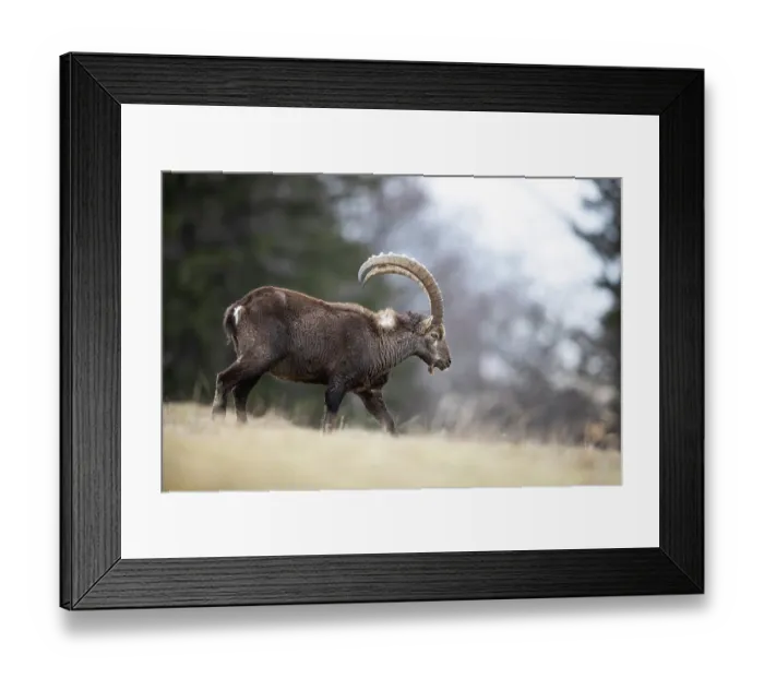 Framed Print : RF - Alpine ibex (Capra ibex) male, portrait, Alps, Switzerland. January. (This image may be licensed either as rights managed or royalty free.) Framed Print : RF - Alpine ibex (Capra ibex) male, portrait, Alps, Switzerland. January. (This image may be licensed either as rights managed or royalty free.)