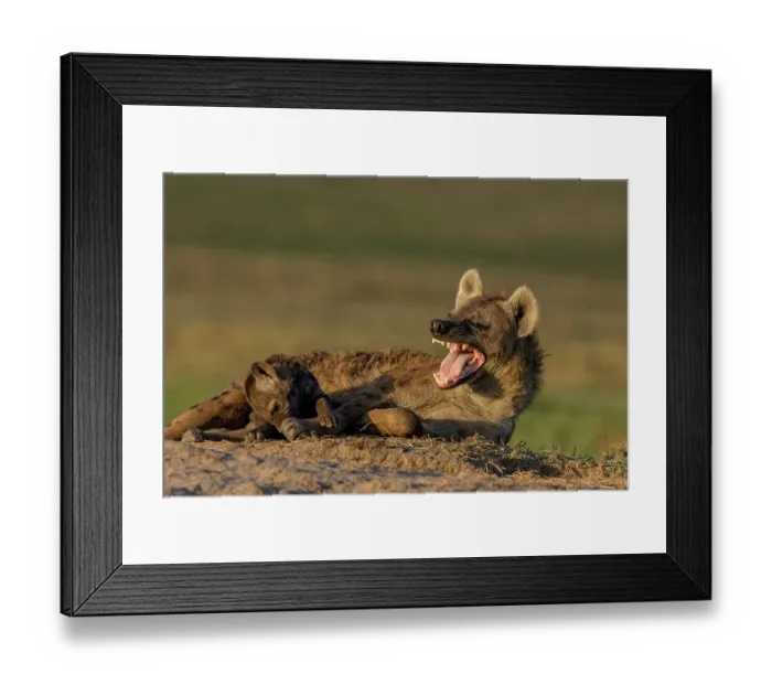 Framed Print : Spotted hyena (Crocuta crocuta) female and cub resting on the ground, female snarling, Masai Mara National Reserve, Kenya Framed Print : Spotted hyena (Crocuta crocuta) female and cub resting on the ground, female snarling, Masai Mara National Reserve, Kenya