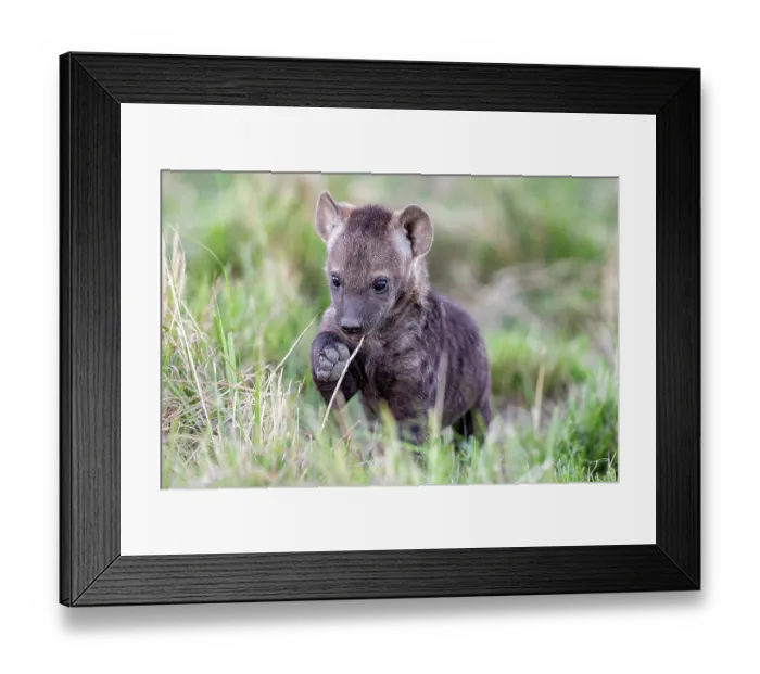Framed Print : Spotted hyena (Crocuta crocuta) cub playing in grass near the den, Masai Mara National Reserve, Kenya Framed Print : Spotted hyena (Crocuta crocuta) cub playing in grass near the den, Masai Mara National Reserve, Kenya
