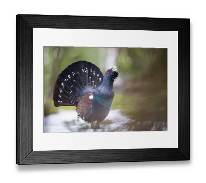 Framed Print : RF - Western capercaillie (Tetrao urogallus) male, courtship display, portrait, Switzerland. January. (This image may be licensed either as rights managed or royalty free.) Framed Print : RF - Western capercaillie (Tetrao urogallus) male, courtship display, portrait, Switzerland. January. (This image may be licensed either as rights managed or royalty free.)