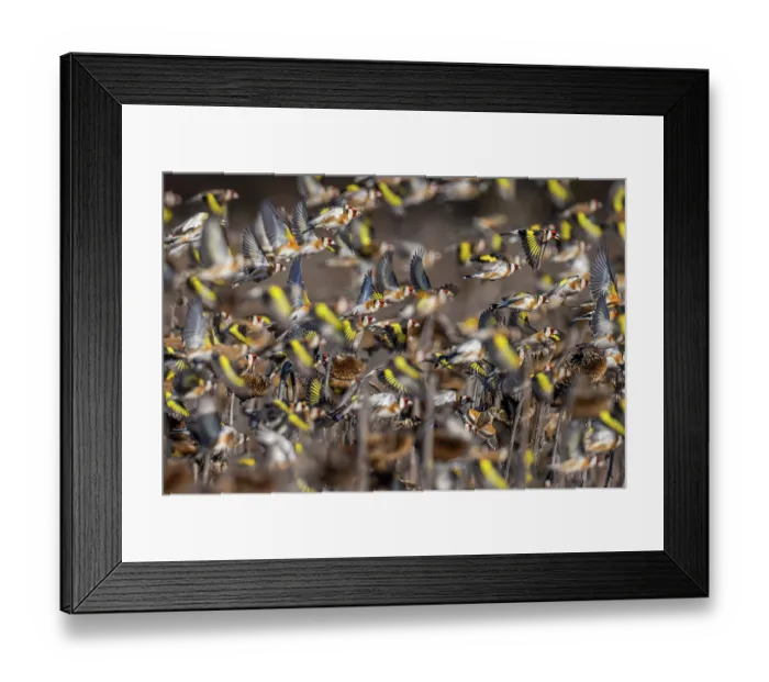 Framed Print : RF - European goldfinch (Carduelis carduelis) flock, in flight over field of dead Sunflowers, Lower Silesia, Poland. February Framed Print : RF - European goldfinch (Carduelis carduelis) flock, in flight over field of dead Sunflowers, Lower Silesia, Poland. February