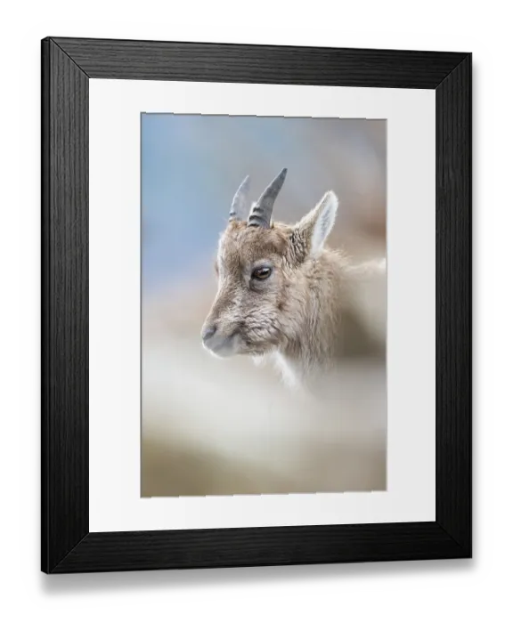 Framed Print : RF - Alpine ibex (Capra ibex) female, head portrait, Alps, Switzerland. February. (This image may be licensed either as rights managed or royalty free.) Framed Print : RF - Alpine ibex (Capra ibex) female, head portrait, Alps, Switzerland. February. (This image may be licensed either as rights managed or royalty free.)