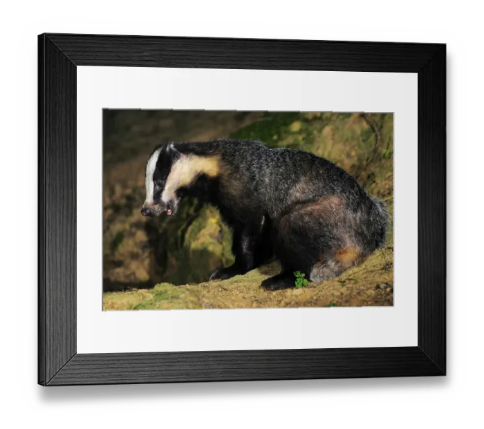 Framed Print : Badger (meles meles) feeding on peanuts at night, Dorset, England, UK. August. Controlled conditions Framed Print : Badger (meles meles) feeding on peanuts at night, Dorset, England, UK. August. Controlled conditions