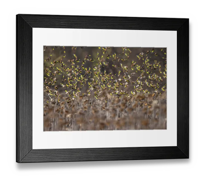 Framed Print : RF - European goldfinch (Carduelis carduelis) flock in flight over field of dead Sunflowers, Lower Silesia, Poland. February Framed Print : RF - European goldfinch (Carduelis carduelis) flock in flight over field of dead Sunflowers, Lower Silesia, Poland. February