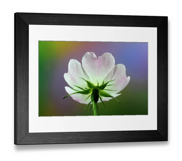 Framed Print : Dog rose (Rosa canina) in flower. Studio shot Framed Print : Dog rose (Rosa canina) in flower. Studio shot