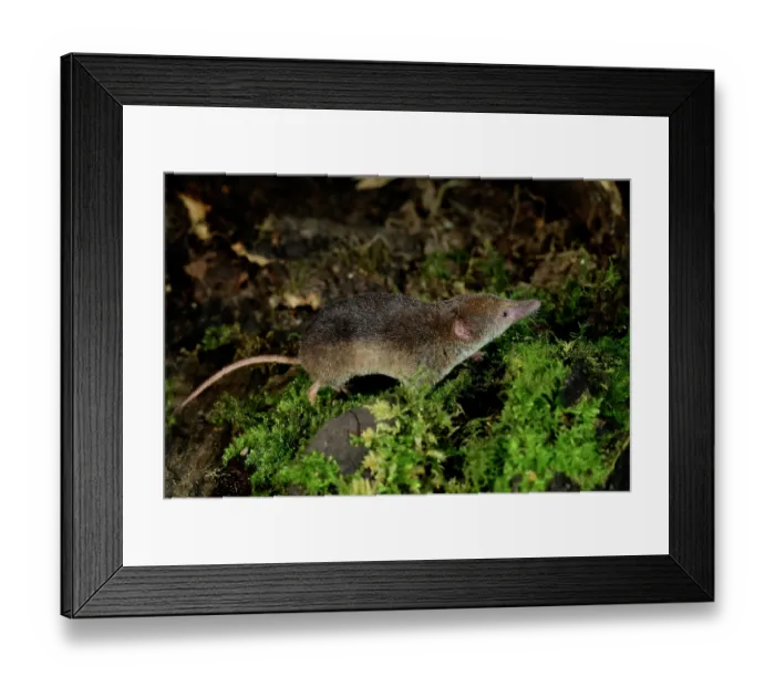Framed Print : Common shrew (Sorex araneus) foraging for invertebrate food at night, Dorset, England, UK. September. Controlled conditions Framed Print : Common shrew (Sorex araneus) foraging for invertebrate food at night, Dorset, England, UK. September. Controlled conditions