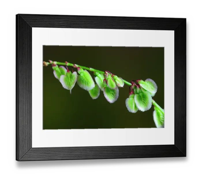 Framed Print : Common sorrel (rumex acetosa) in flower, Dorset, UK. June. Studio shot Framed Print : Common sorrel (rumex acetosa) in flower, Dorset, UK. June. Studio shot