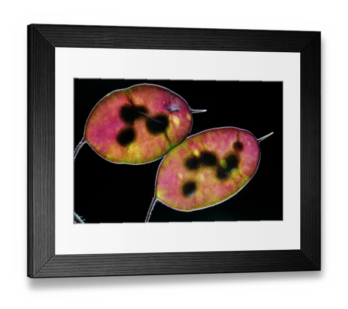 Framed Print : Honesty (Lunaria annua) seed pods back lit on black background, Dorset, UK. June. Studio shot Framed Print : Honesty (Lunaria annua) seed pods back lit on black background, Dorset, UK. June. Studio shot
