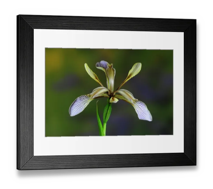 Framed Print : Stinking iris (Iris foetidissima) in flower, Dorset, UK. Studio shot