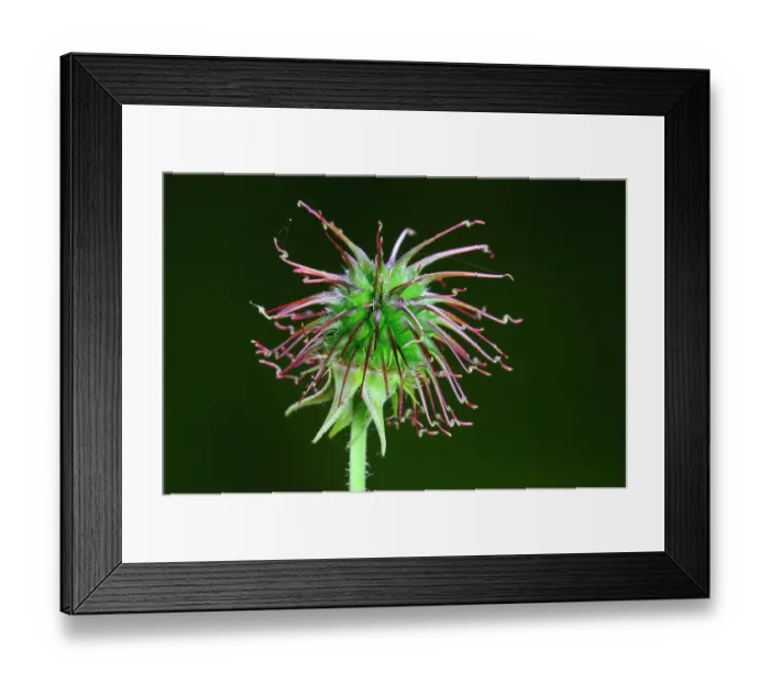 Framed Print : Wood avens (Geum urbanum) seed pod, Dorset, UK. Studio shot Framed Print : Wood avens (Geum urbanum) seed pod, Dorset, UK. Studio shot