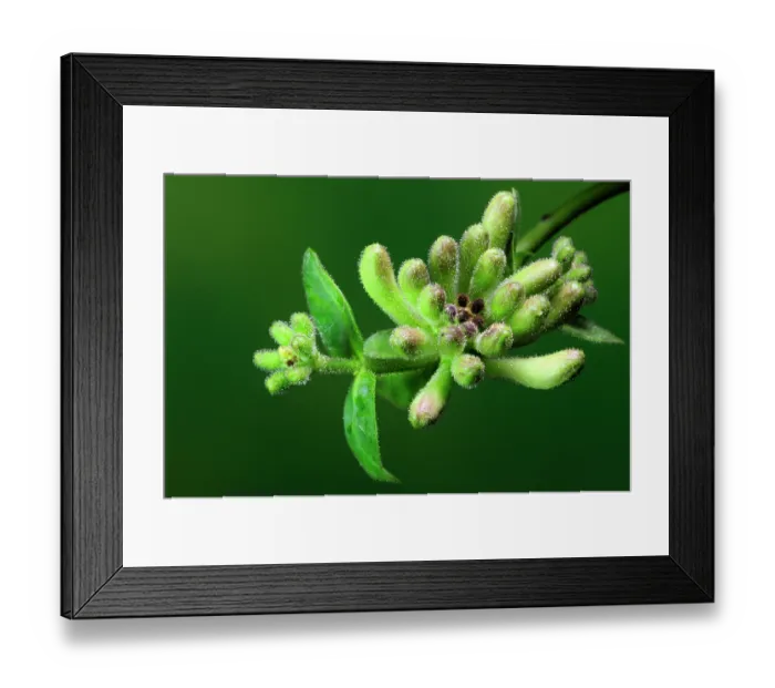 Framed Print : Wild honeysuckle (Lonicera periclymenum) in bud, Dorset, UK. June. Studio shot Framed Print : Wild honeysuckle (Lonicera periclymenum) in bud, Dorset, UK. June. Studio shot