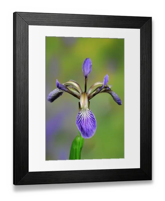 Framed Print : Stinking iris (Iris foetidissima) flower, Dorset, UK June. Studio shot Framed Print : Stinking iris (Iris foetidissima) flower, Dorset, UK June. Studio shot