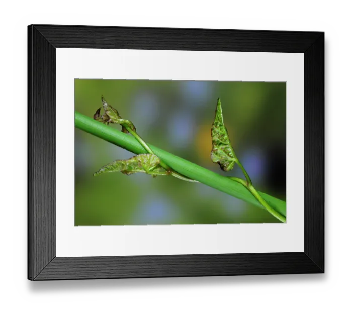 Framed Print : Great bindweed (Calystegia silvatica) climbing stem and leaves, Dorset, England, UK. June Framed Print : Great bindweed (Calystegia silvatica) climbing stem and leaves, Dorset, England, UK. June
