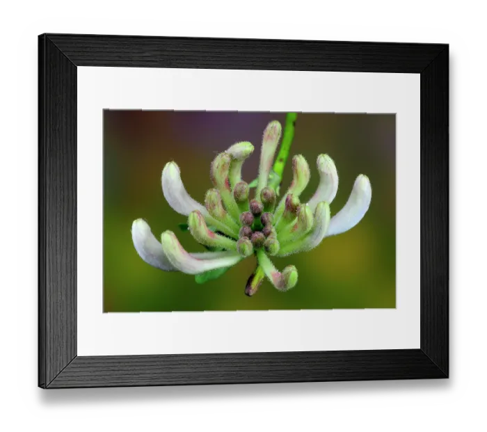 Framed Print : Honeysuckle (Lonicera periclymenum) in bud, close up, Dorset, England, UK. June