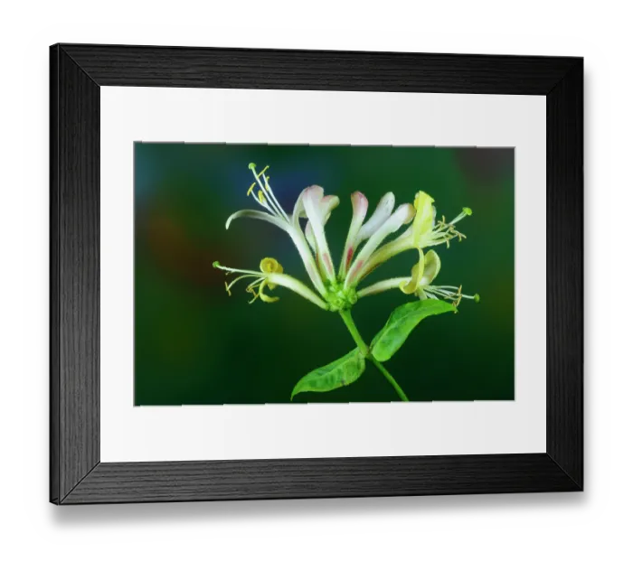 Framed Print : Honeysuckle (Lonicera periclymenum) in flower, close up, Dorset, England, UK. June
