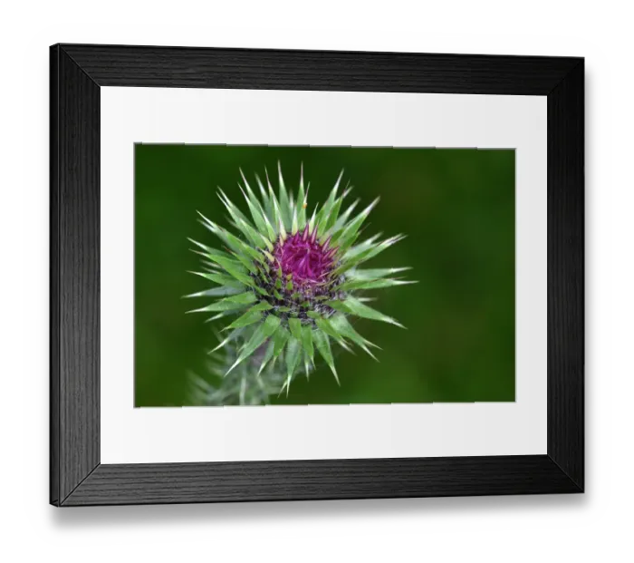 Framed Print : Musk thistle (Carduus nutans) in flower, close up, Dorset, England, UK. June Framed Print : Musk thistle (Carduus nutans) in flower, close up, Dorset, England, UK. June