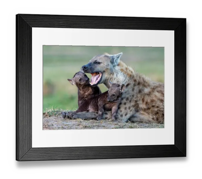 Framed Print : RF - Spotted hyena (Crocuta crocuta) female with cubs resting near den entrance, Masai Mara National Reserve, Kenya Framed Print : RF - Spotted hyena (Crocuta crocuta) female with cubs resting near den entrance, Masai Mara National Reserve, Kenya