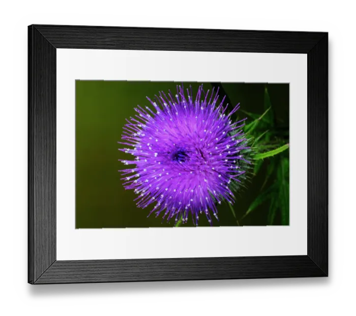Framed Print : Spear thistle (Cirsium vulgare) in flower, close up, Dorset, England, UK. June Framed Print : Spear thistle (Cirsium vulgare) in flower, close up, Dorset, England, UK. June