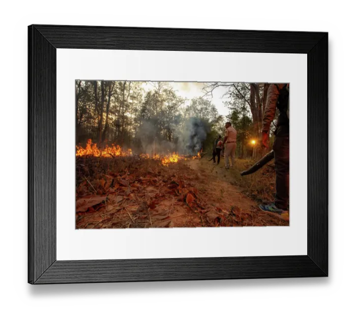 Framed Print : Forest workers with leaf blowers creating fire breaks by moving dry leaves to aid the prevention of forest fires, Pench Tiger Reserve, Madhya Pradesh, India. February, 2022