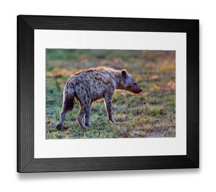 Framed Print : RF - Spotted hyena (Crocuta crocuta) portrait, Masai Mara National Reserve, Kenya. (This image may be licensed either as rights managed or royalty free.) Framed Print : RF - Spotted hyena (Crocuta crocuta) portrait, Masai Mara National Reserve, Kenya. (This image may be licensed either as rights managed or royalty free.)