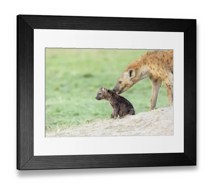 Framed Print : Spotted hyena (Crocuta crocuta) female with cub at entrance to den, Masai Mara National Reserve, Kenya Framed Print : Spotted hyena (Crocuta crocuta) female with cub at entrance to den, Masai Mara National Reserve, Kenya
