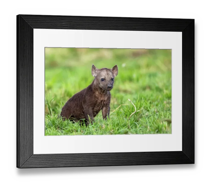 Framed Print : RF - Spotted hyena (Crocuta crocuta) cub, portrait, Masai Mara National Reserve, Kenya. (This image may be licensed either as rights managed or royalty free.) Framed Print : RF - Spotted hyena (Crocuta crocuta) cub, portrait, Masai Mara National Reserve, Kenya. (This image may be licensed either as rights managed or royalty free.)