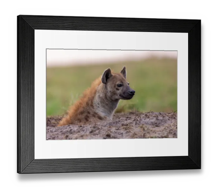 Framed Print : RF - Spotted hyena (Crocuta crocuta) looking out from den entrance, Masai Mara National Reserve, Kenya. (This image may be licensed either as rights managed or royalty free.) Framed Print : RF - Spotted hyena (Crocuta crocuta) looking out from den entrance, Masai Mara National Reserve, Kenya. (This image may be licensed either as rights managed or royalty free.)